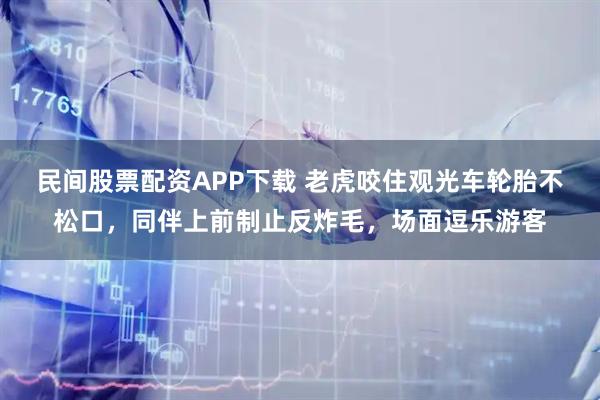 民间股票配资APP下载 老虎咬住观光车轮胎不松口，同伴上前制止反炸毛，场面逗乐游客