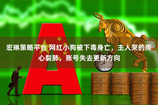 宏琳策略平台 网红小狗被下毒身亡，主人哭的撕心裂肺，账号失去更新方向