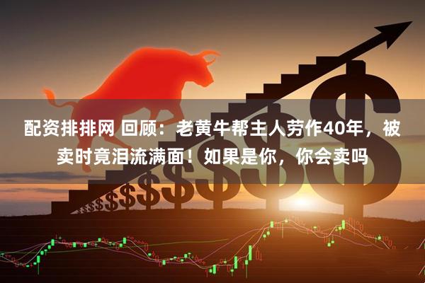 配资排排网 回顾：老黄牛帮主人劳作40年，被卖时竟泪流满面！如果是你，你会卖吗