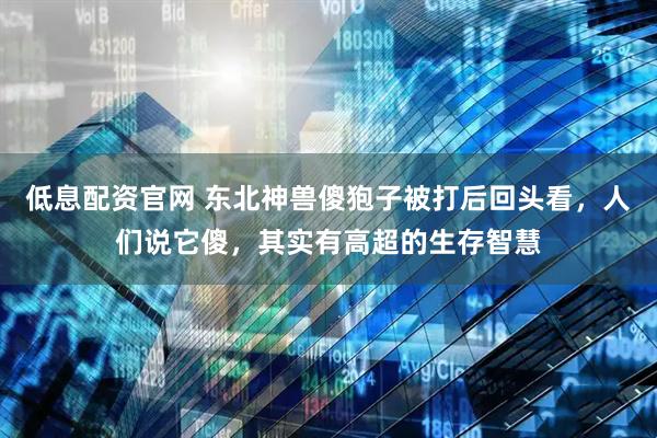 低息配资官网 东北神兽傻狍子被打后回头看，人们说它傻，其实有高超的生存智慧