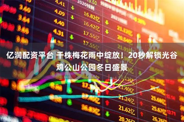 亿润配资平台 千株梅花雨中绽放！20秒解锁光谷鸡公山公园冬日盛景